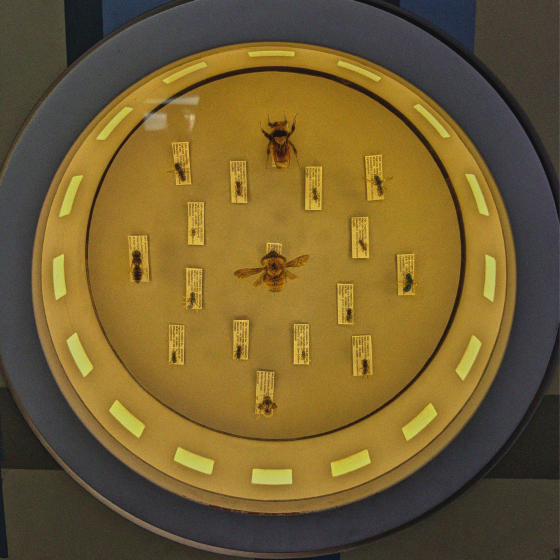 Image representing Puppy on Parade